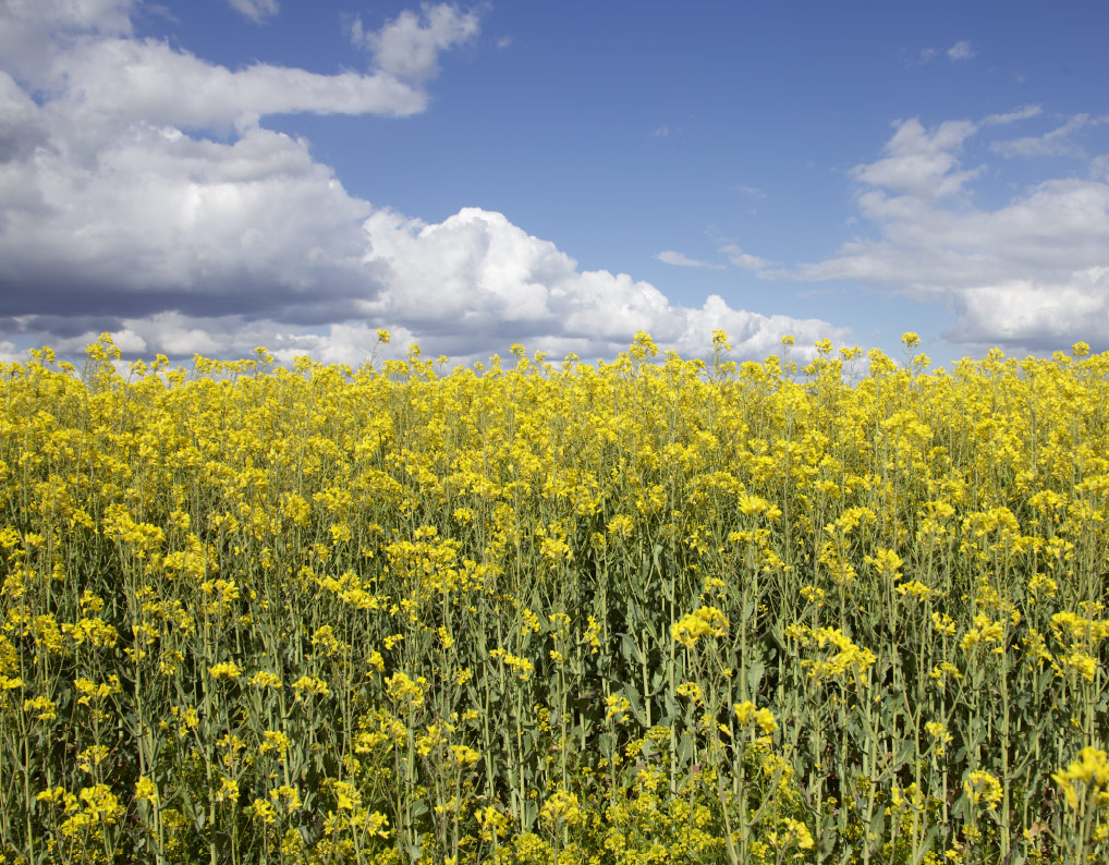 Whipley Manor Farm Fields