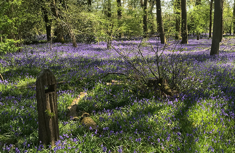Whipley Manor Farm Woodland