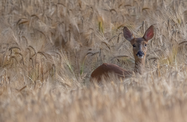 Whipley Manor Farm Wildlife