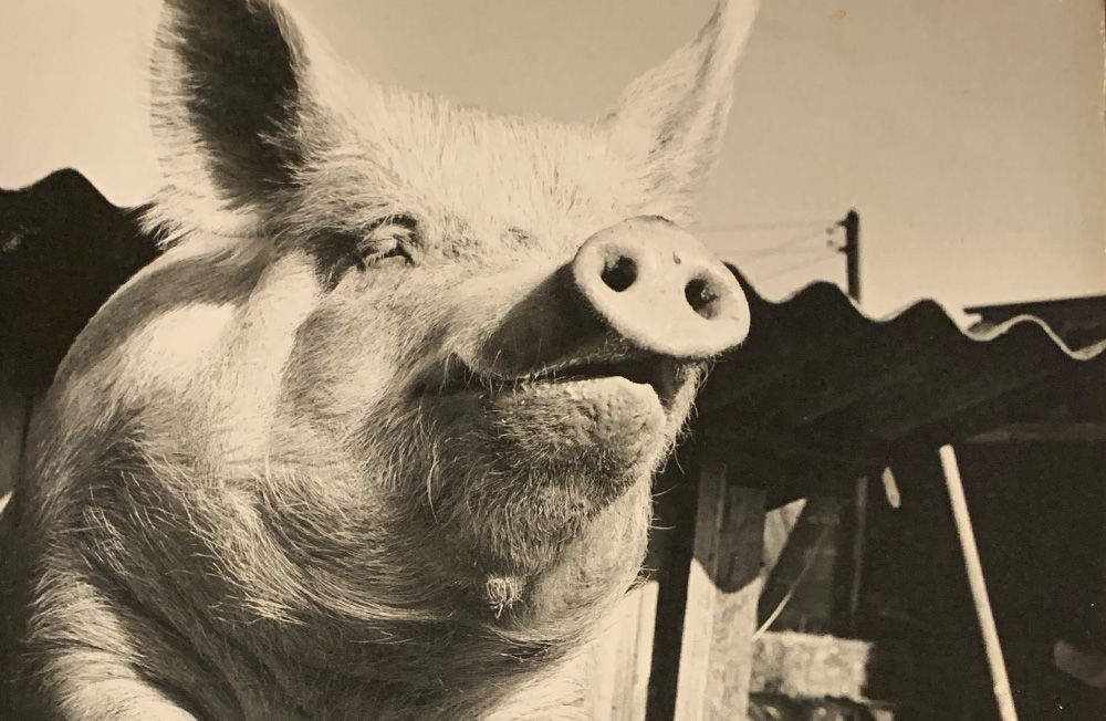 Whipley Manor Farm 1950s